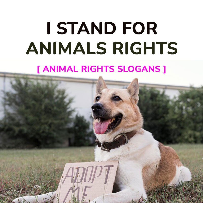 Animal Rights Slogans